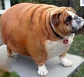 fat-dog - Denver Dream Dog